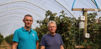 Mikroklimat tunelu pod kontrolą. Czujniki w nowoczesnej uprawie jagodowej