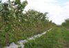 Przygotowanie malin na zimę – ważne zabiegi do wykonania jesienią plantacja malin cascade harvest
