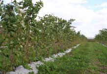 Przygotowanie malin na zimę – ważne zabiegi do wykonania jesienią plantacja malin cascade harvest