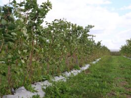 Przygotowanie malin na zimę – ważne zabiegi do wykonania jesienią plantacja malin cascade harvest