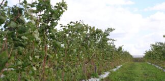 Przygotowanie malin na zimę – ważne zabiegi do wykonania jesienią plantacja malin cascade harvest