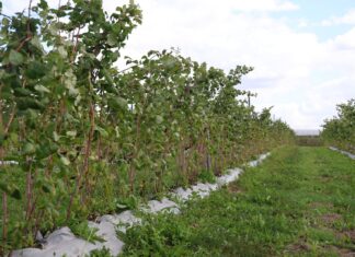 Przygotowanie malin na zimę – ważne zabiegi do wykonania jesienią plantacja malin cascade harvest