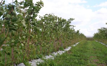 Przygotowanie malin na zimę – ważne zabiegi do wykonania jesienią plantacja malin cascade harvest