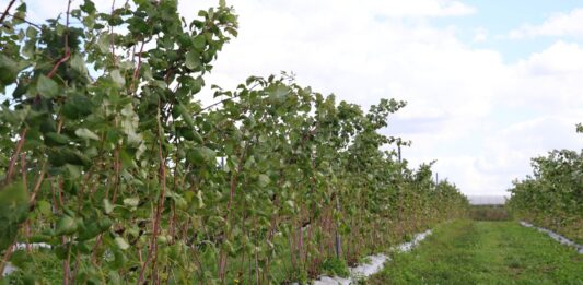 Przygotowanie malin na zimę – ważne zabiegi do wykonania jesienią plantacja malin cascade harvest