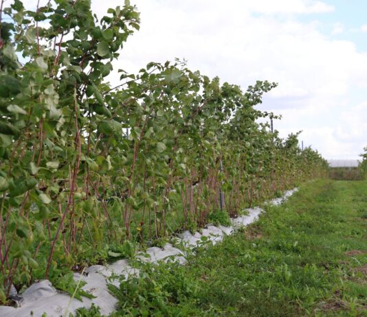 Przygotowanie malin na zimę – ważne zabiegi do wykonania jesienią plantacja malin cascade harvest