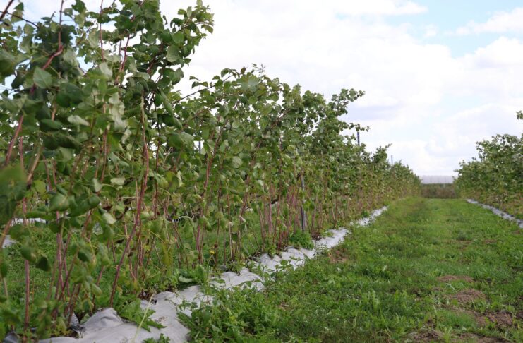 Przygotowanie malin na zimę – ważne zabiegi do wykonania jesienią plantacja malin cascade harvest
