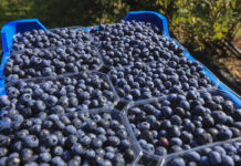 Produkcja borówki na świecie to już ponad 2,3 mln ton rocznie. Co to oznacza dla polskich producentów?
