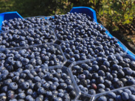 Produkcja borówki na świecie to już ponad 2,3 mln ton rocznie. Co to oznacza dla polskich producentów?