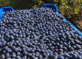 Produkcja borówki na świecie to już ponad 2,3 mln ton rocznie. Co to oznacza dla polskich producentów?