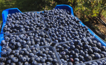 Produkcja borówki na świecie to już ponad 2,3 mln ton rocznie. Co to oznacza dla polskich producentów?