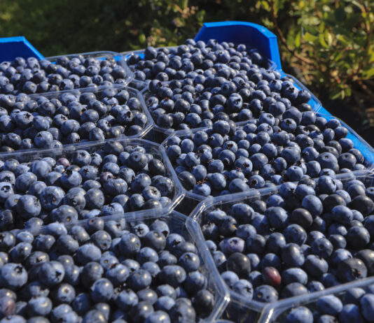 Produkcja borówki na świecie to już ponad 2,3 mln ton rocznie. Co to oznacza dla polskich producentów?