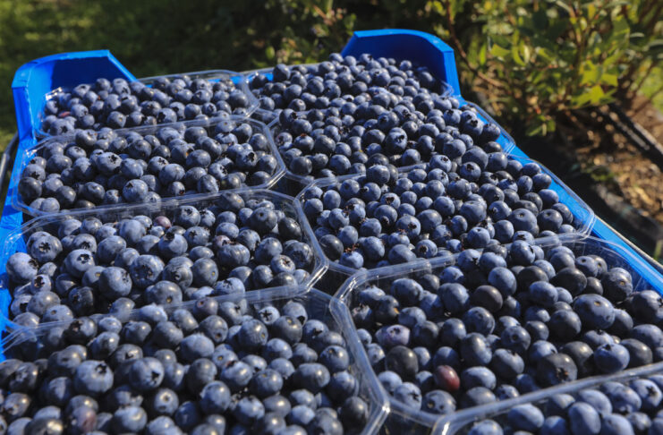 Produkcja borówki na świecie to już ponad 2,3 mln ton rocznie. Co to oznacza dla polskich producentów?