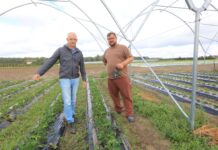 Folia na zagonach truskawkowych. Jak dobrać materiał do specyfiki plantacji?
