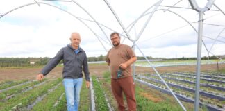 Folia na zagonach truskawkowych. Jak dobrać materiał do specyfiki plantacji?