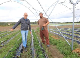 Folia na zagonach truskawkowych. Jak dobrać materiał do specyfiki plantacji?