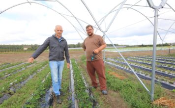Folia na zagonach truskawkowych. Jak dobrać materiał do specyfiki plantacji?