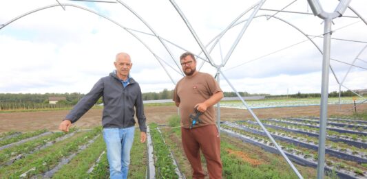 Folia na zagonach truskawkowych. Jak dobrać materiał do specyfiki plantacji?