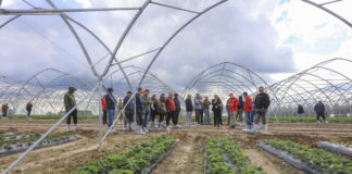 Grupa Agronom podbija rynek. Miliony sadzonek, nowe podłoża kokosowe i własna hodowla odmian