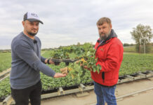 Sadzonki tray w polskiej szkółce. Tak dziś wyglądają Hademar i Florice