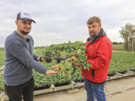 Sadzonki tray w polskiej szkółce. Tak dziś wyglądają Hademar i Florice