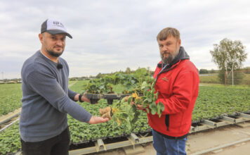 Sadzonki tray w polskiej szkółce. Tak dziś wyglądają Hademar i Florice