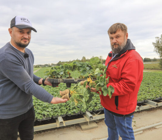Sadzonki tray w polskiej szkółce. Tak dziś wyglądają Hademar i Florice