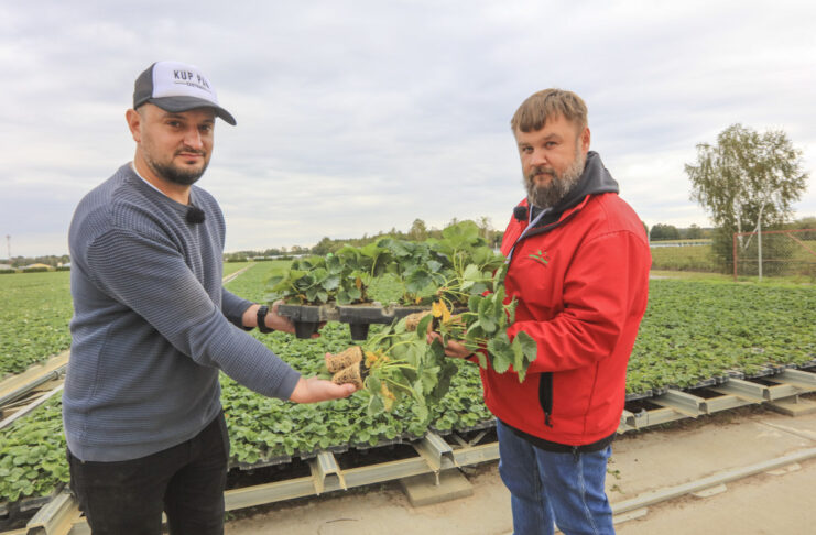 Sadzonki tray w polskiej szkółce. Tak dziś wyglądają Hademar i Florice