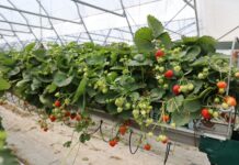 Berry Forum 2026: odmiany, ochrona i technologia produkcji truskawek. Zobacz program pierwszego dnia – TRUSKAWKA truskawka Hademar