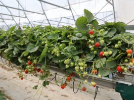 Berry Forum 2026: odmiany, ochrona i technologia produkcji truskawek. Zobacz program pierwszego dnia – TRUSKAWKA truskawka Hademar