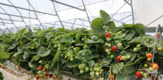Berry Forum 2026: odmiany, ochrona i technologia produkcji truskawek. Zobacz program pierwszego dnia – TRUSKAWKA truskawka Hademar