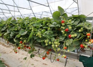 Berry Forum 2026: odmiany, ochrona i technologia produkcji truskawek. Zobacz program pierwszego dnia – TRUSKAWKA truskawka Hademar