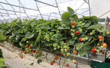 Berry Forum 2026: odmiany, ochrona i technologia produkcji truskawek. Zobacz program pierwszego dnia – TRUSKAWKA truskawka Hademar
