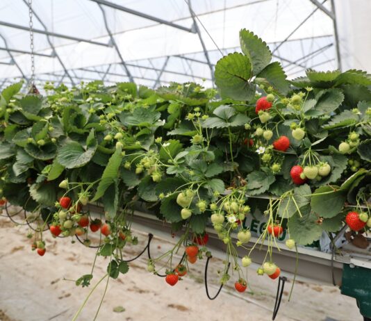 Berry Forum 2026: odmiany, ochrona i technologia produkcji truskawek. Zobacz program pierwszego dnia – TRUSKAWKA truskawka Hademar