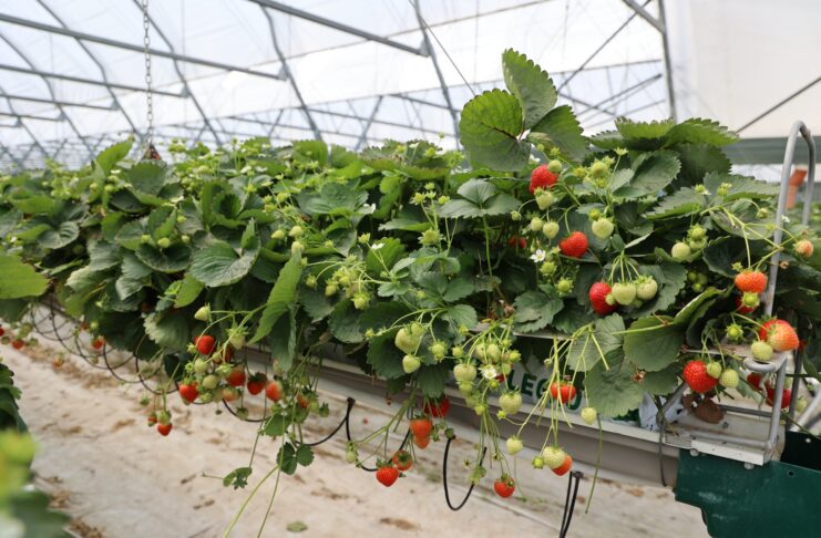 Berry Forum 2026: odmiany, ochrona i technologia produkcji truskawek. Zobacz program pierwszego dnia – TRUSKAWKA truskawka Hademar