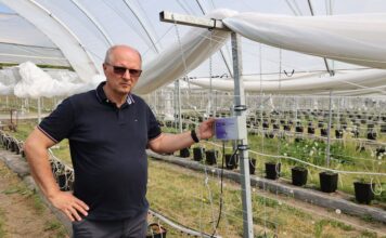Czujniki zamiast podlewania „na wyczucie”. Jak automatyka koryguje nawadnianie? Maciej Pulą z firmy Poldrip przy jednym z czujników zainstalowanych w tunelu