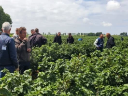 Światowa branża czarnej porzeczki spotka się w Nowej Zelandii