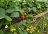 Truskawki powtarzające nadal owocują. Na co zwrócić uwagę u schyłku sezonu? (monitoring plantacji, 03.09.2026 r.) Truskawki powtarzające owocowanie