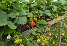 Truskawki powtarzające nadal owocują. Na co zwrócić uwagę u schyłku sezonu? (monitoring plantacji, 03.09.2026 r.) Truskawki powtarzające owocowanie