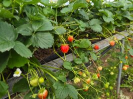 Truskawki powtarzające nadal owocują. Na co zwrócić uwagę u schyłku sezonu? (monitoring plantacji, 03.09.2026 r.) Truskawki powtarzające owocowanie