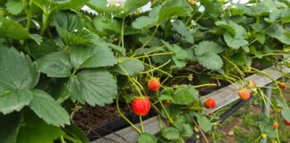Truskawki powtarzające nadal owocują. Na co zwrócić uwagę u schyłku sezonu? (monitoring plantacji, 03.09.2026 r.) Truskawki powtarzające owocowanie