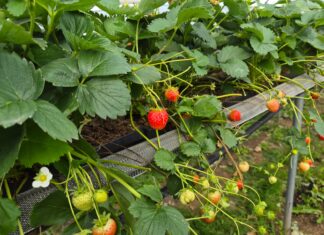 Truskawki powtarzające nadal owocują. Na co zwrócić uwagę u schyłku sezonu? (monitoring plantacji, 03.09.2026 r.) Truskawki powtarzające owocowanie