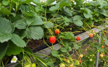 Truskawki powtarzające nadal owocują. Na co zwrócić uwagę u schyłku sezonu? (monitoring plantacji, 03.09.2026 r.) Truskawki powtarzające owocowanie
