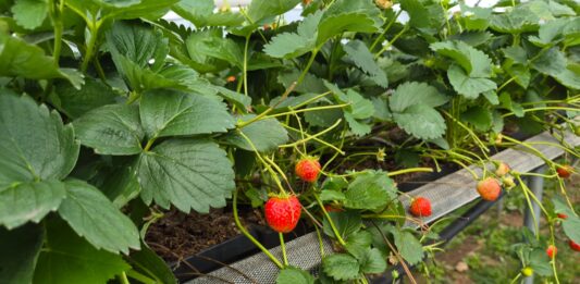 Truskawki powtarzające nadal owocują. Na co zwrócić uwagę u schyłku sezonu? (monitoring plantacji, 03.09.2026 r.) Truskawki powtarzające owocowanie