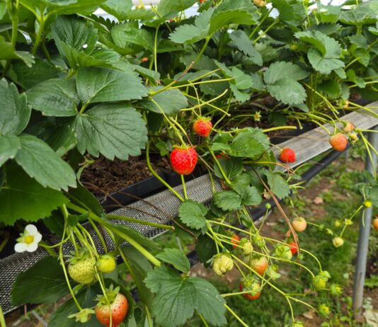 Truskawki powtarzające nadal owocują. Na co zwrócić uwagę u schyłku sezonu? (monitoring plantacji, 03.09.2026 r.) Truskawki powtarzające owocowanie