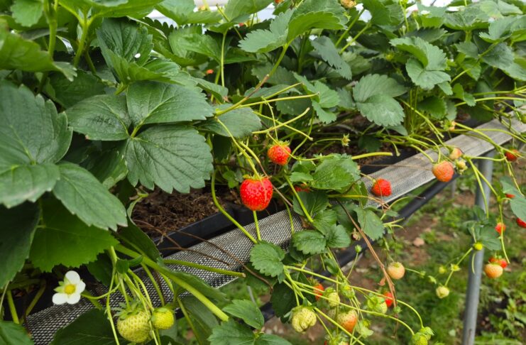 Truskawki powtarzające nadal owocują. Na co zwrócić uwagę u schyłku sezonu? (monitoring plantacji, 03.09.2026 r.) Truskawki powtarzające owocowanie