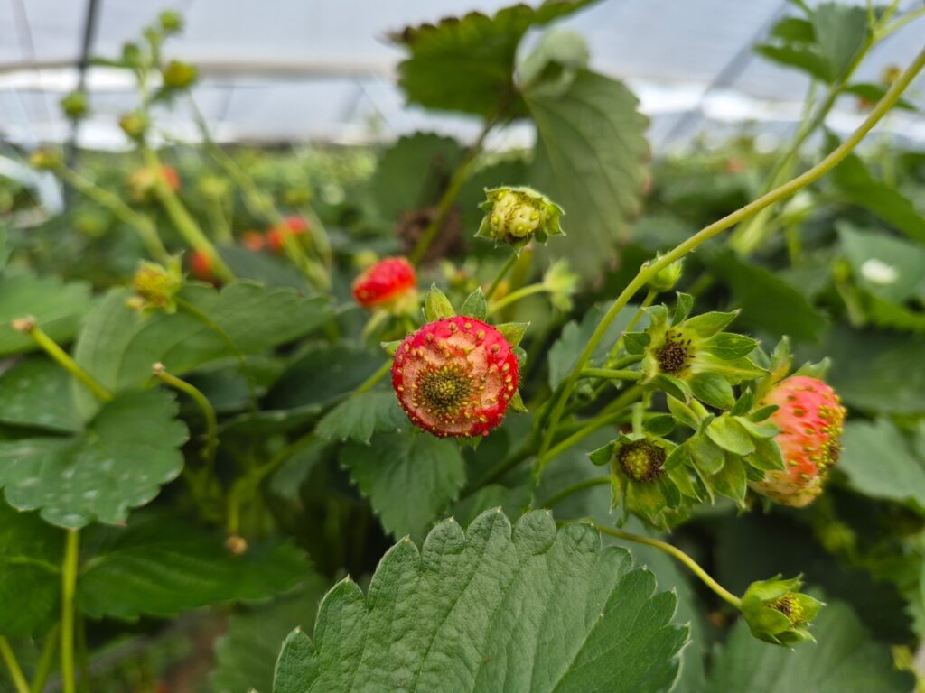 Uszkodzenia owoców powodowane przez zmienniki