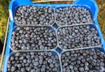 Borówka nawet po 30 zł/kg. Późne odmiany zbierano do końca października