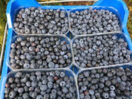Borówka nawet po 30 zł/kg. Późne odmiany zbierano do końca października