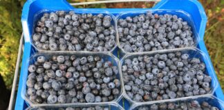 Borówka nawet po 30 zł/kg. Późne odmiany zbierano do końca października