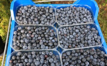 Borówka nawet po 30 zł/kg. Późne odmiany zbierano do końca października
